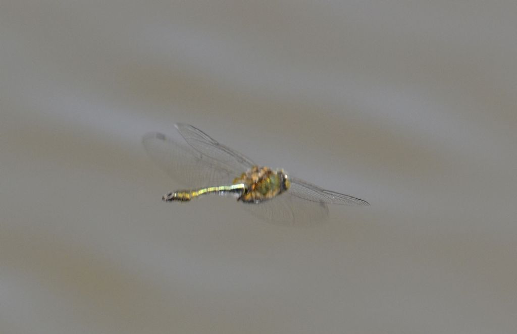 Corduliidae:  Cordulia aenea